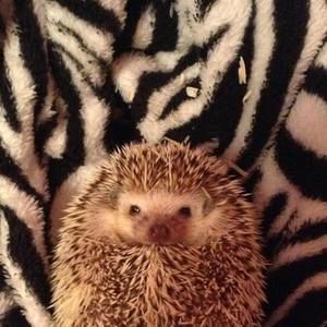 Meet your Posher, Maddie